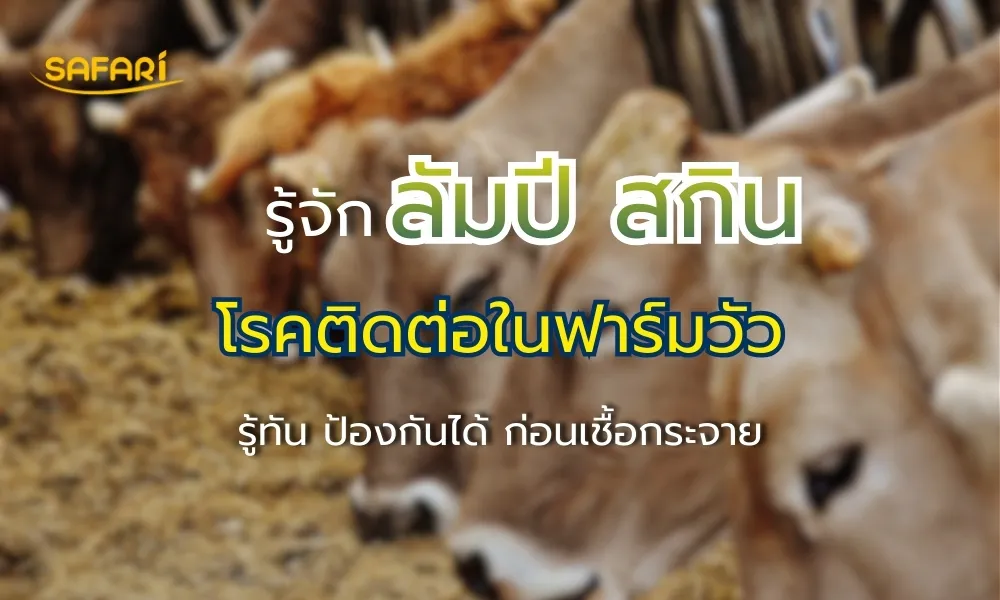 ลัมปีสกิน โรคติดต่อในฟาร์มวัว: วิธีดูแลสัตว์ป่วยและป้องกันเชื้อไม่ให้กระจาย